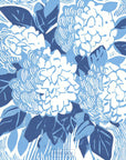 Hydrangea