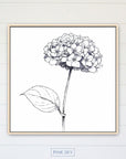 Hydrangea Bloom