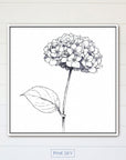 Hydrangea Bloom