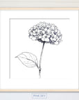 Hydrangea Bloom