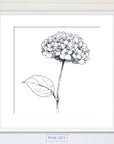 Hydrangea Bloom