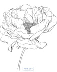 Peony