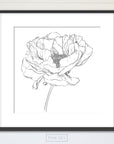 Peony