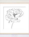 Peony