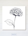 Hydrangea Bloom
