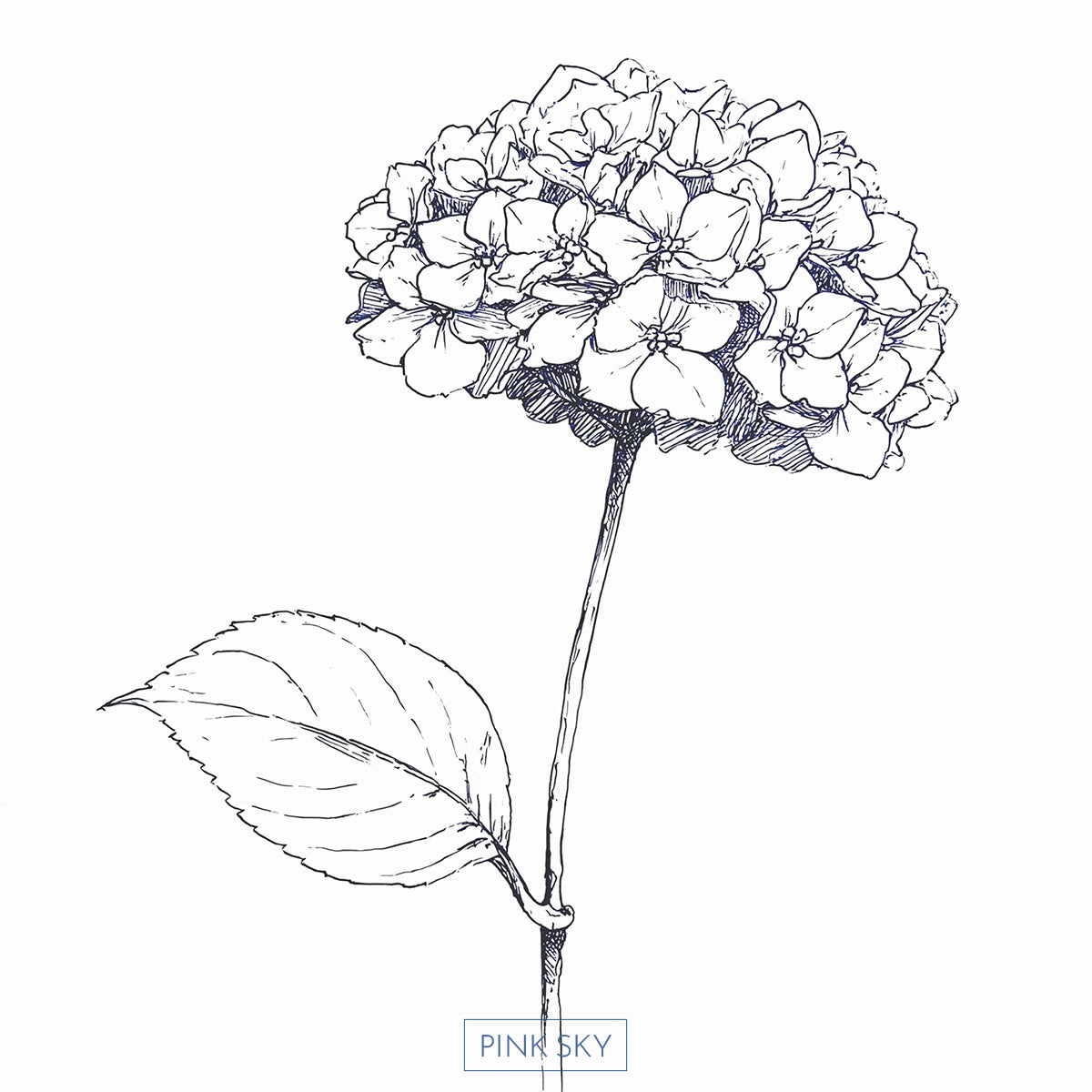 Hydrangea Bloom