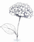Hydrangea Bloom