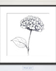Hydrangea Bloom