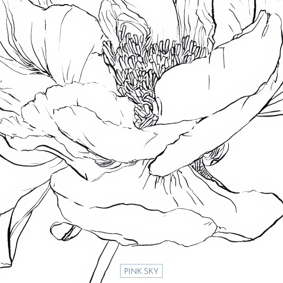 Peony
