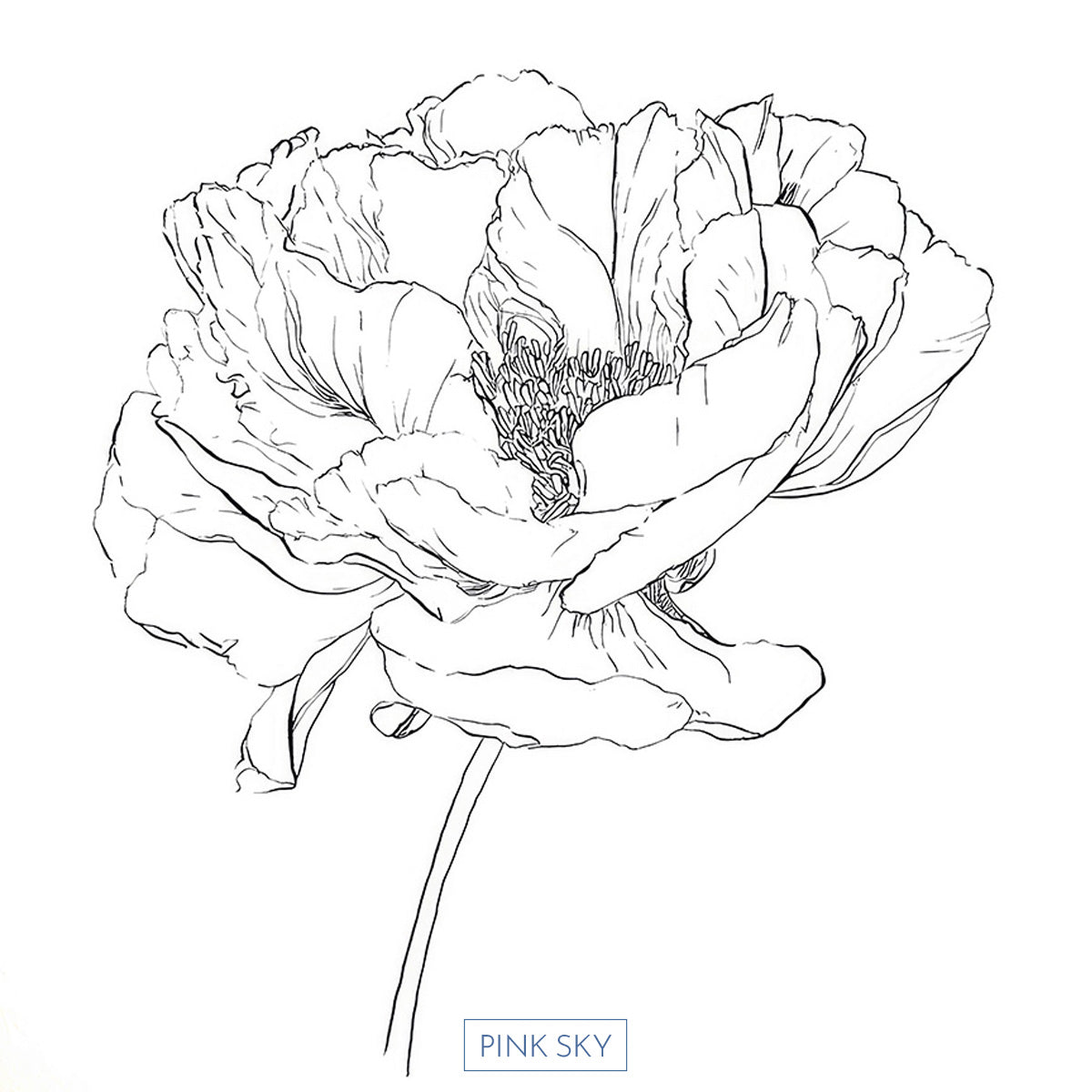 Peony