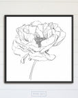 Peony