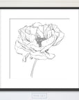 Peony