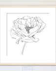 Peony