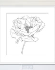 Peony