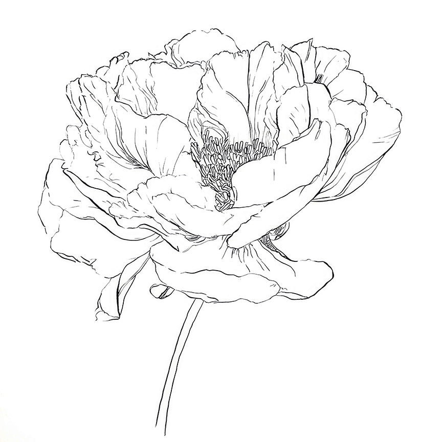 Minimalist ink drawing of a large peony flower with detailed linework on a white background.