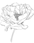 Minimalist ink drawing of a large peony flower with detailed linework on a white background.